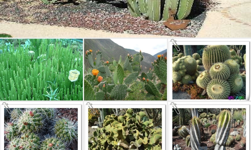 四年级语文上册《仙人掌王国》课件3 语文A版-语文A版小学四年级上册语文课件