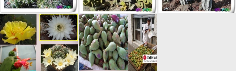 四年级语文上册《仙人掌王国》课件3 语文A版-语文A版小学四年级上册语文课件