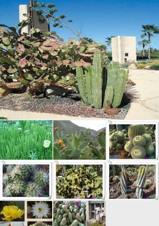 四年级语文上册《仙人掌王国》课件3 语文A版-语文A版小学四年级上册语文课件