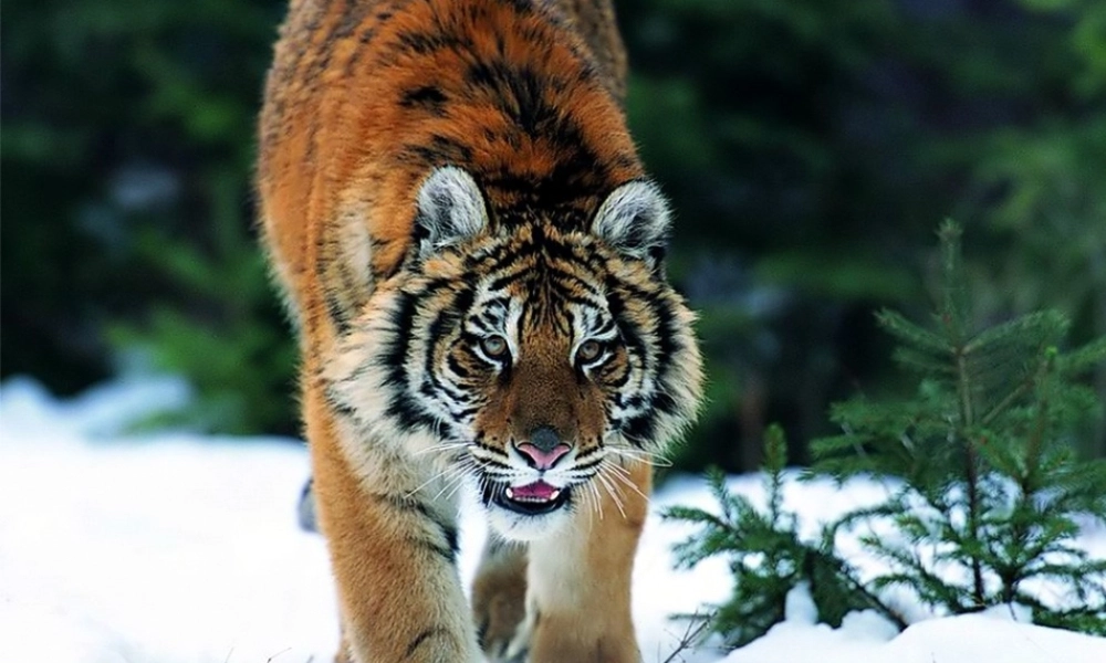 四年级语文上册 第三单元 联欢会的风波课件2 西师大版-西师大版小学四年级上册语文课件