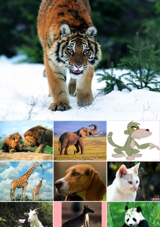 四年级语文上册 第三单元 联欢会的风波课件2 西师大版-西师大版小学四年级上册语文课件