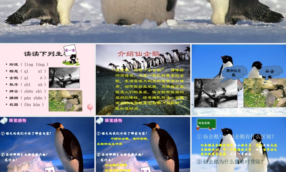 四年级语文上册 第五单元 25《准时的登陆表演》同步优质课件 冀教版-冀教版小学四年级上册语文课件