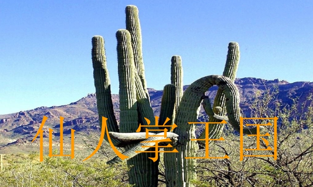 四年级语文上册《仙人掌王国》课件5 语文A版-语文A版小学四年级上册语文课件