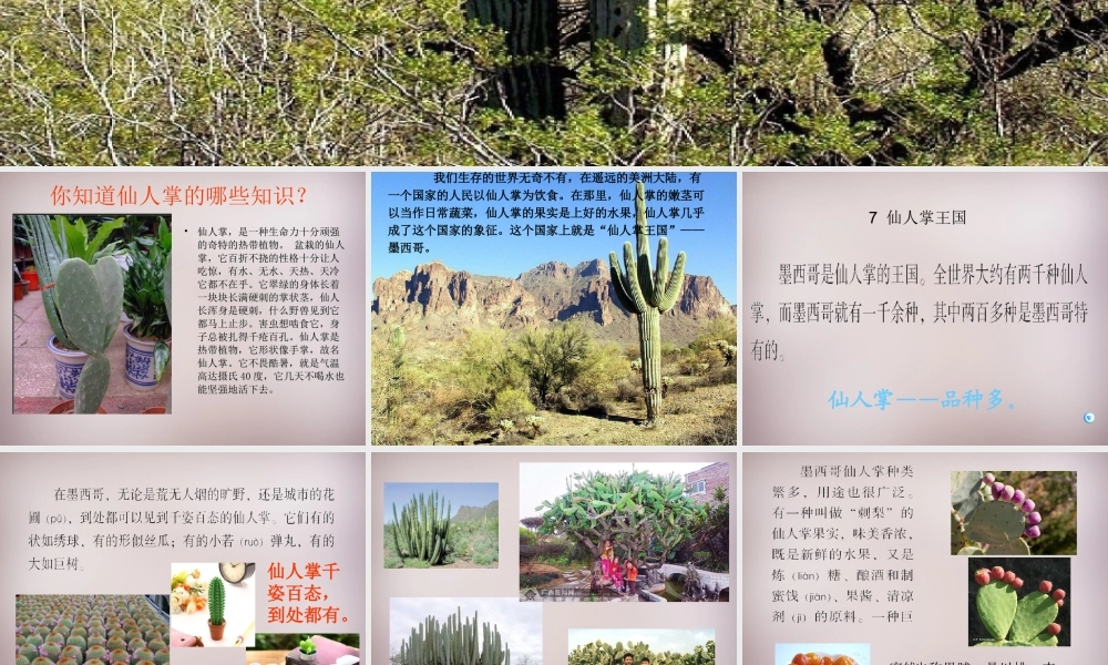四年级语文上册《仙人掌王国》课件5 语文A版-语文A版小学四年级上册语文课件