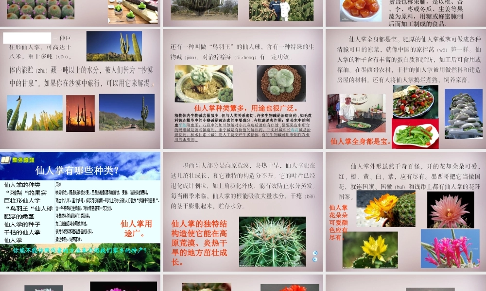 四年级语文上册《仙人掌王国》课件5 语文A版-语文A版小学四年级上册语文课件