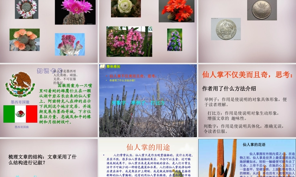 四年级语文上册《仙人掌王国》课件5 语文A版-语文A版小学四年级上册语文课件