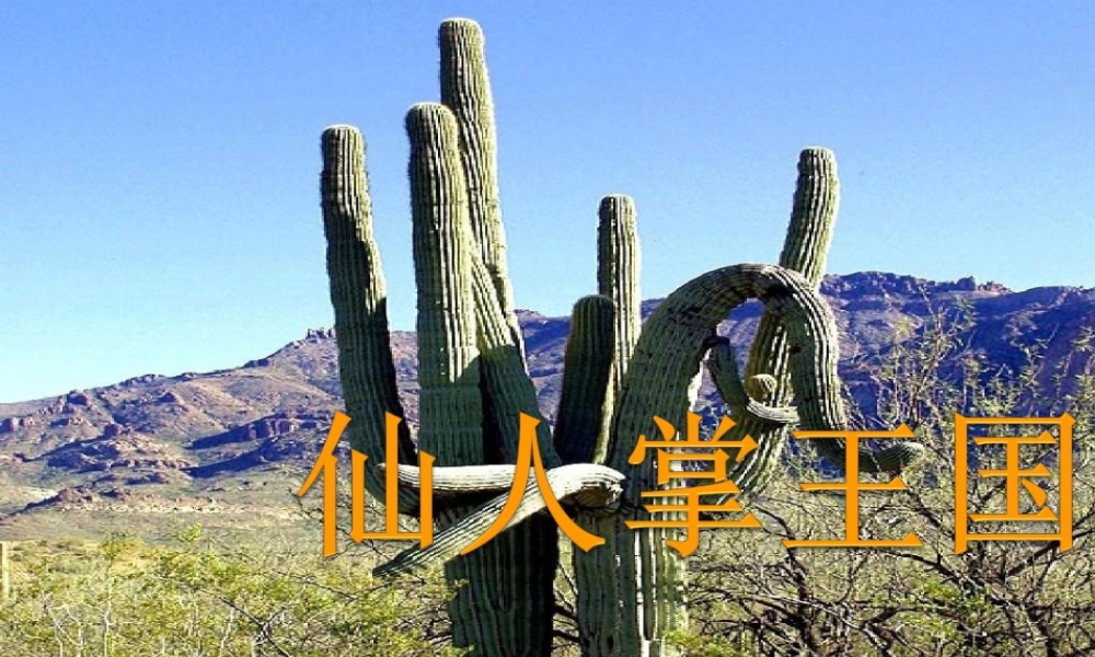 四年级语文上册《仙人掌王国》课件6 语文A版-语文A版小学四年级上册语文课件