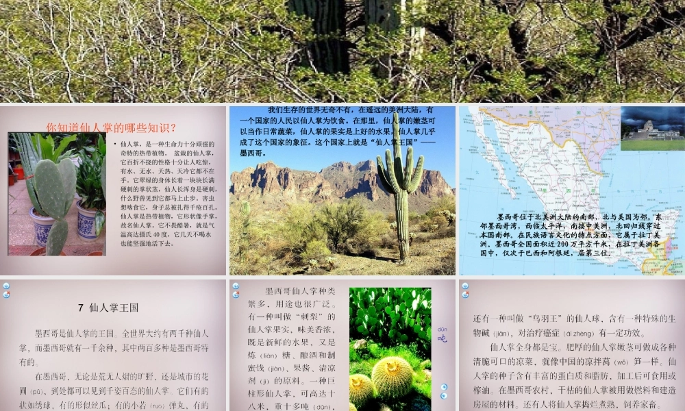 四年级语文上册《仙人掌王国》课件6 语文A版-语文A版小学四年级上册语文课件