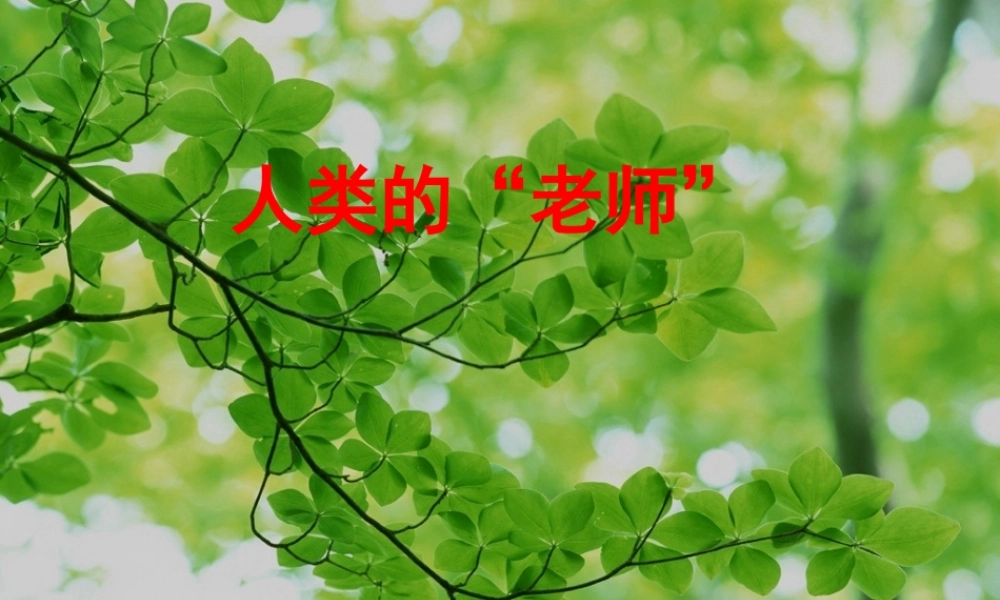 四年级语文上册 第三单元 人类的“老师”课件4 湘教版-湘教版小学四年级上册语文课件