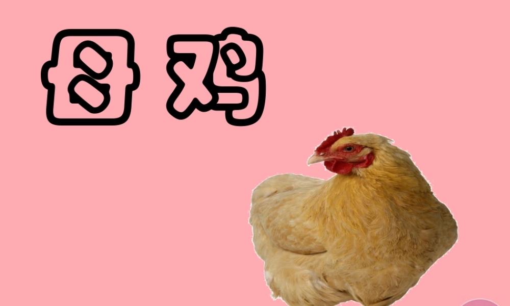 四年级语文上册 第五单元 母鸡课件1 湘教版-湘教版小学四年级上册语文课件