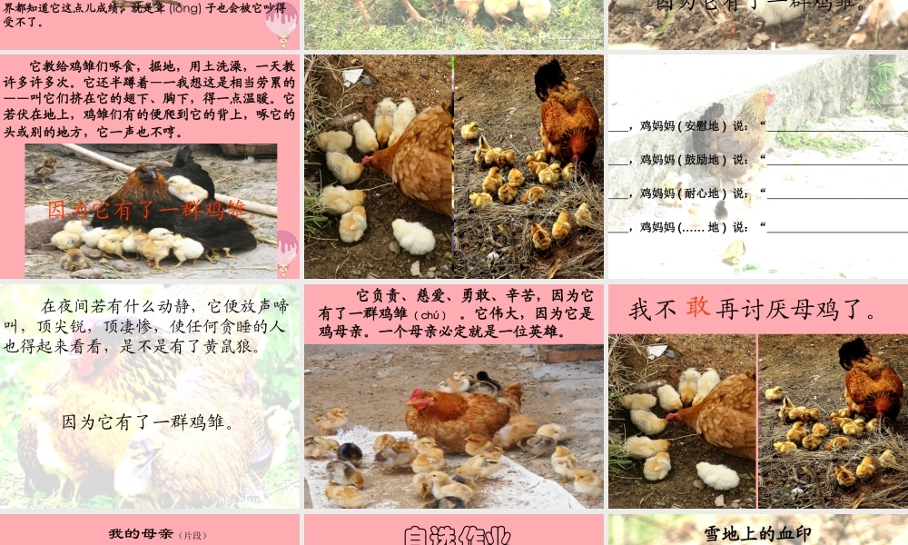 四年级语文上册 第五单元 母鸡课件1 湘教版-湘教版小学四年级上册语文课件