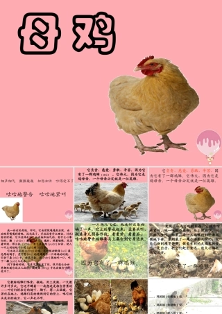 四年级语文上册 第五单元 母鸡课件1 湘教版-湘教版小学四年级上册语文课件