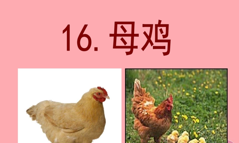 四年级语文上册 第五单元 母鸡课件4 湘教版-湘教版小学四年级上册语文课件