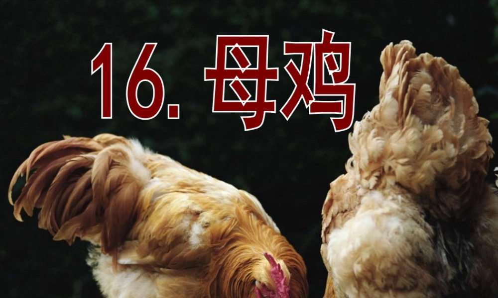 四年级语文上册 第五单元 母鸡课件5 湘教版-湘教版小学四年级上册语文课件