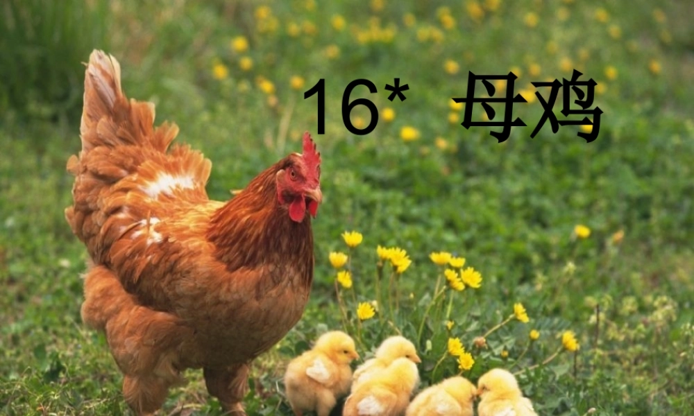 四年级语文上册 第五单元 母鸡课件6 湘教版-湘教版小学四年级上册语文课件