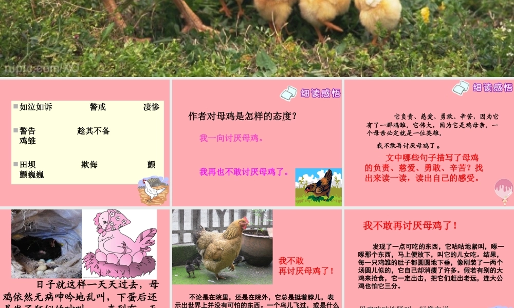 四年级语文上册 第五单元 母鸡课件6 湘教版-湘教版小学四年级上册语文课件