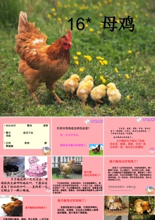 四年级语文上册 第五单元 母鸡课件6 湘教版-湘教版小学四年级上册语文课件