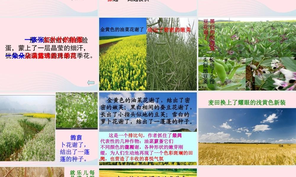 四年级语文下册 第六单元 23《麦哨》课堂教学课件1 新人教版-新人教版小学四年级下册语文课件