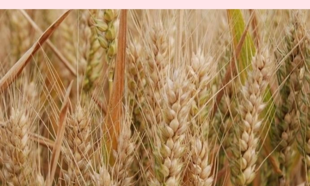 四年级语文下册 第六单元 23《麦哨》课堂教学课件2 新人教版-新人教版小学四年级下册语文课件