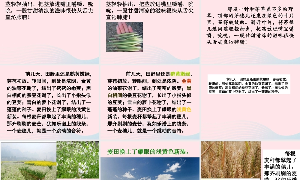 四年级语文下册 第六单元 23《麦哨》课堂教学课件2 新人教版-新人教版小学四年级下册语文课件