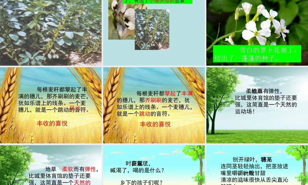 四年级语文下册 第六单元 23《麦哨》课堂教学课件3 新人教版-新人教版小学四年级下册语文课件