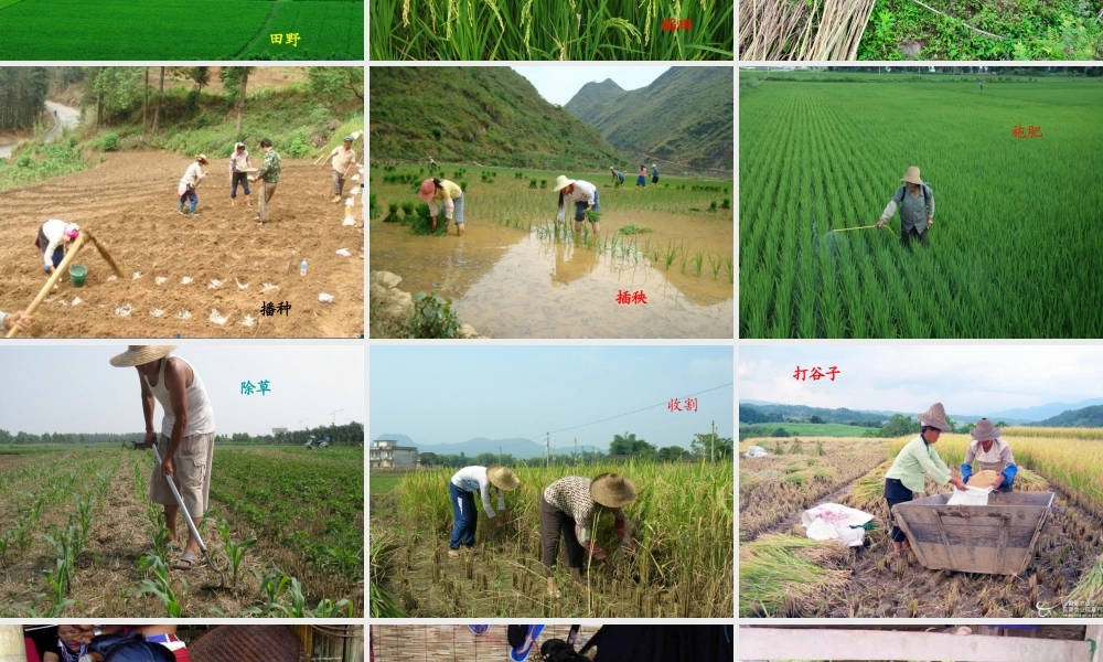 四年级语文下册 第六单元 23古诗词三首《四时田园杂兴》课件 新人教版-新人教版小学四年级下册语文课件