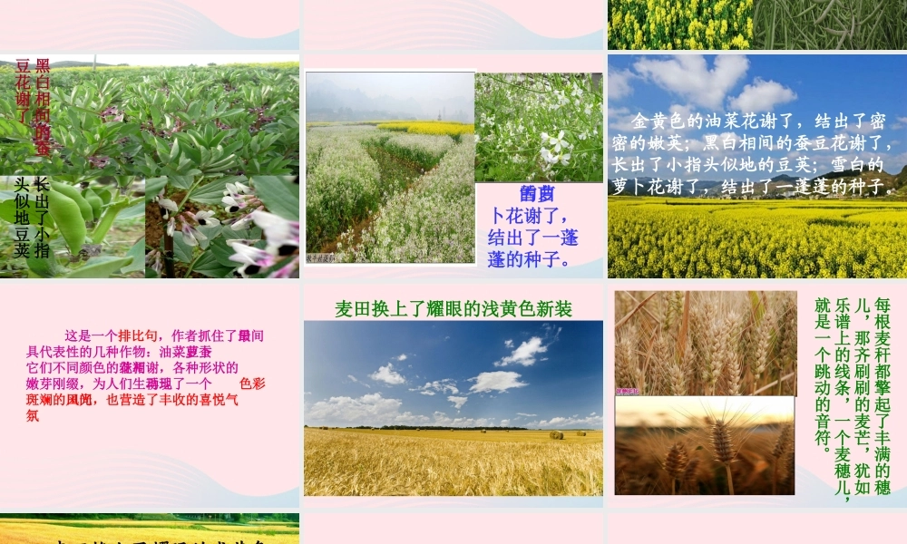 四年级语文下册 第六单元 24 麦哨课件1 新人教版-新人教版小学四年级下册语文课件