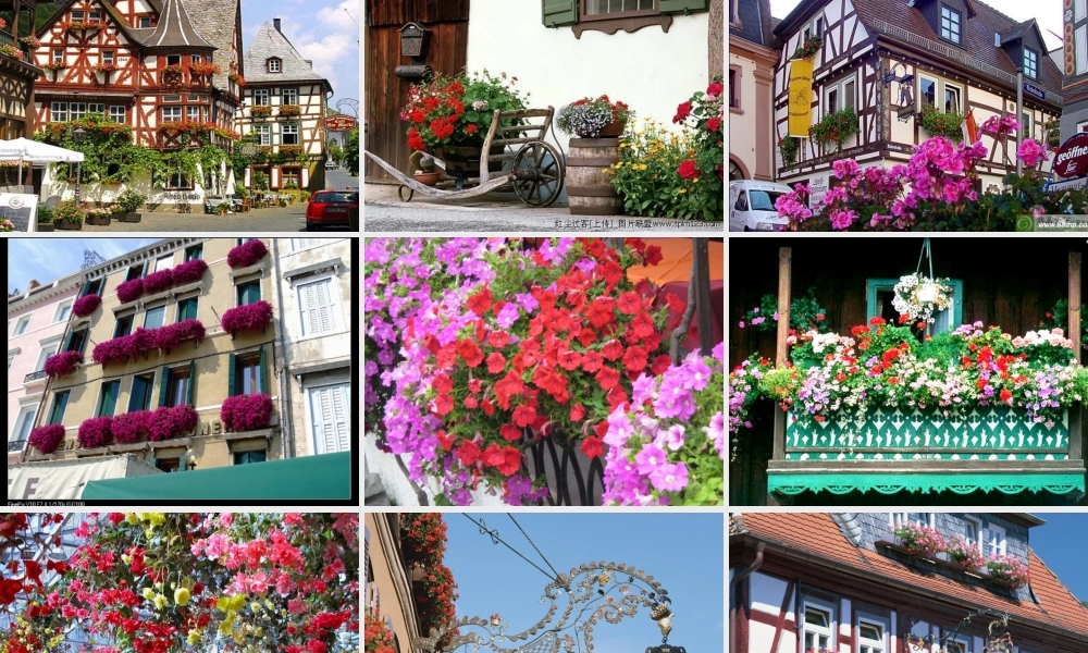 四年级语文上册 第三单元 自己的花是让别人看的课件3 鄂教版-鄂教版小学四年级上册语文课件