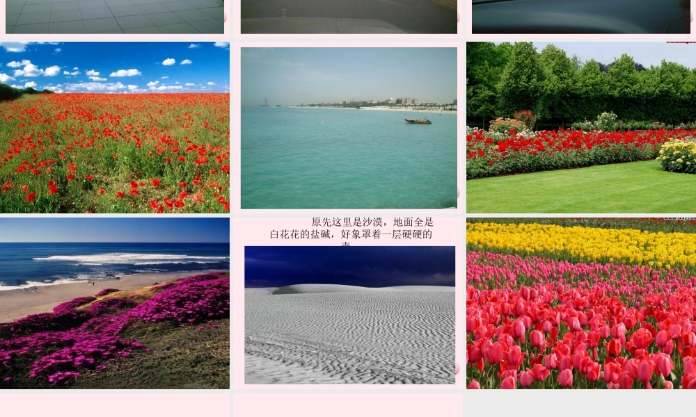 四年级语文下册 第六单元 第19课《沙漠中的绿洲》课件1 苏教版-苏教版小学四年级下册语文课件