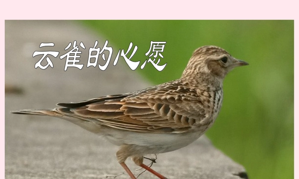 四年级语文下册 第六单元 第20课《云雀的心愿》课件 苏教版-苏教版小学四年级下册语文课件