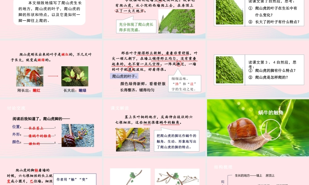文上册 第三单元 10 爬山虎的脚课件