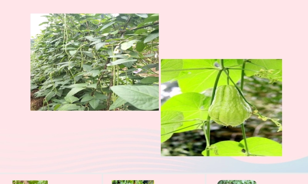 文上册 第五单元 15夏天里的成长课件