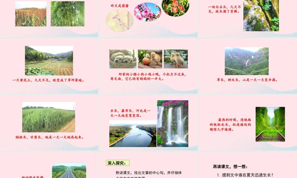 文上册 第五单元 15夏天里的成长课件