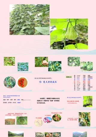 文上册 第五单元 15夏天里的成长课件