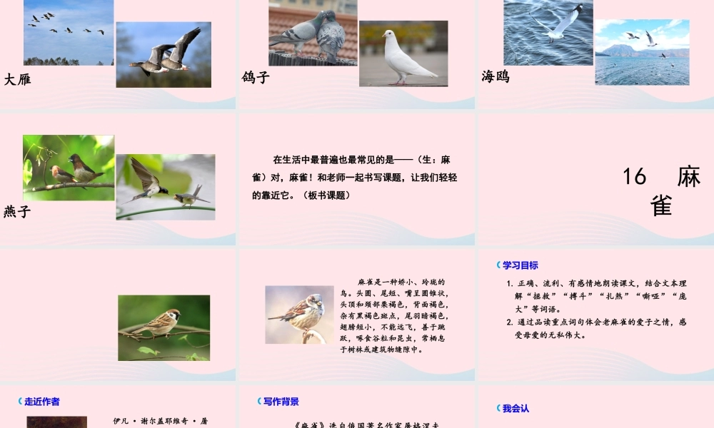 文上册 第五单元 16 麻雀课件