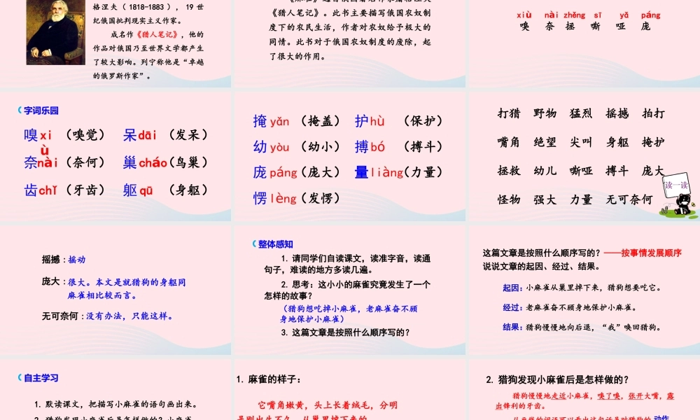 文上册 第五单元 16 麻雀课件