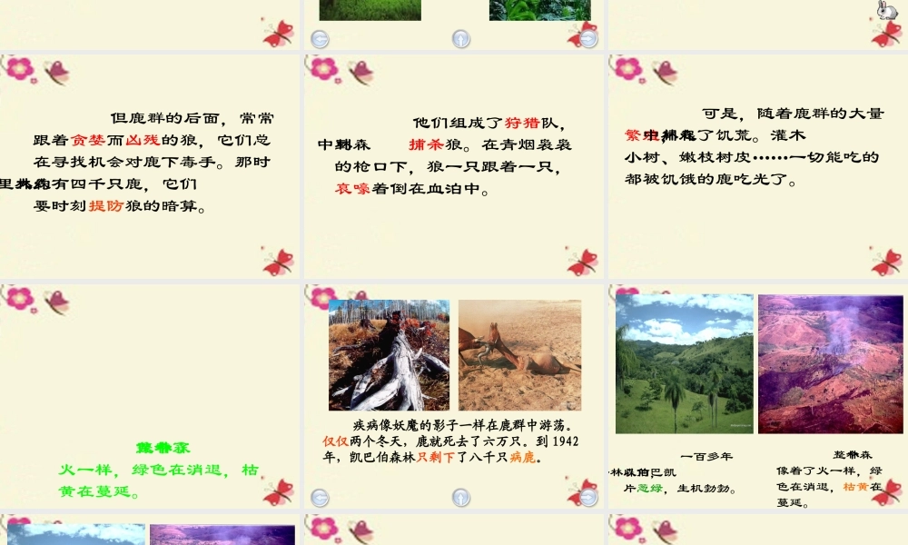 四年级语文下册 第8单元 39《狼和鹿》课件1 沪教版-沪教版小学四年级下册语文课件