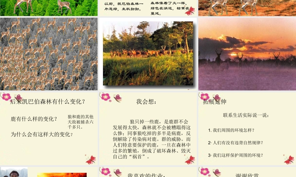 四年级语文下册 第8单元 39《狼和鹿》课件3 沪教版-沪教版小学四年级下册语文课件