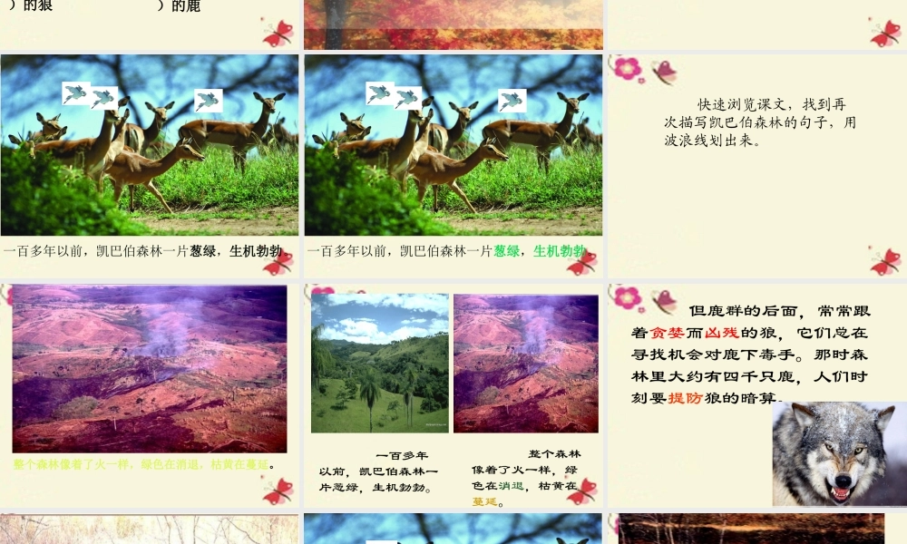 四年级语文下册 第8单元 39《狼和鹿》课件4 沪教版-沪教版小学四年级下册语文课件