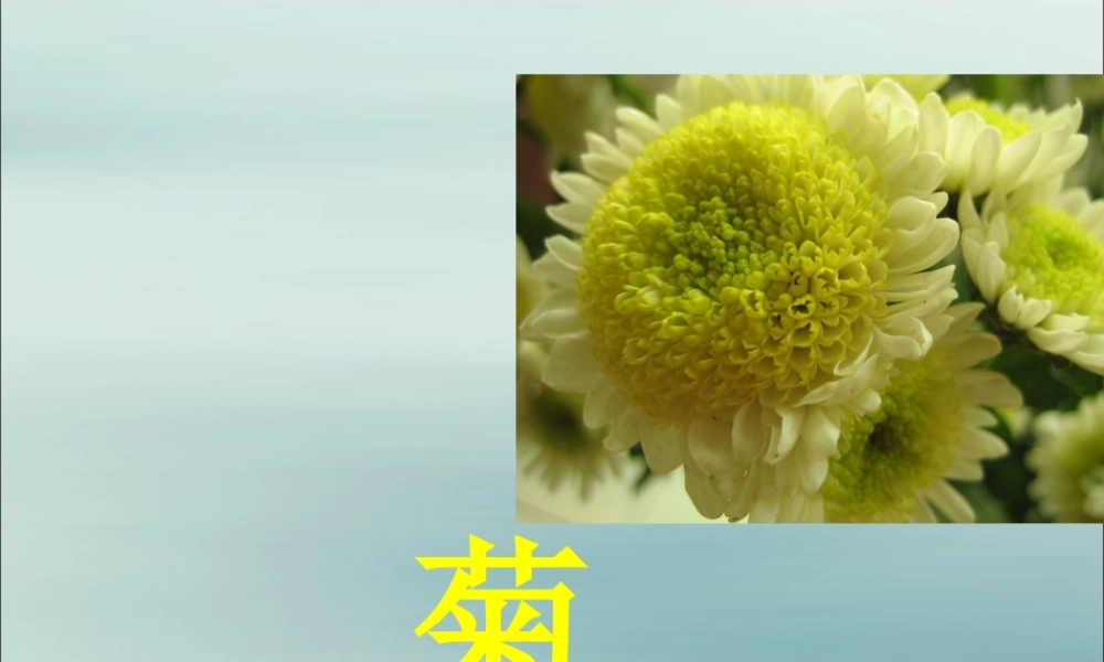 四年级语文上册 第二单元 5 古诗三首 菊花教学课件 语文S版-语文S版小学四年级上册语文课件