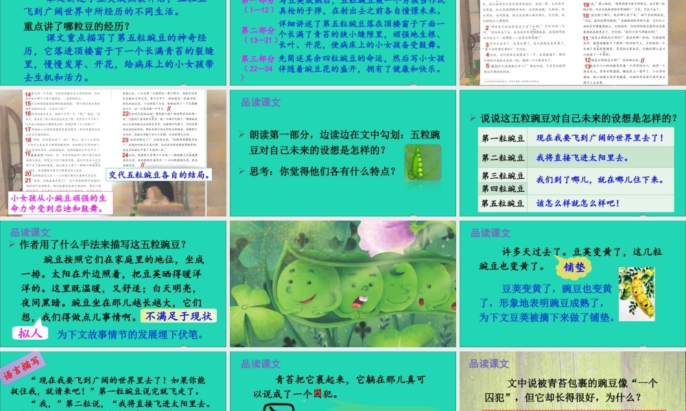 四年级语文上册 第二单元 5 一个豆荚里的五粒豆课件