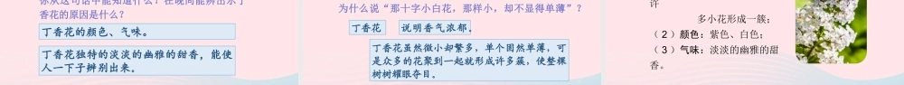 文上册 第一单元 2丁香结课件