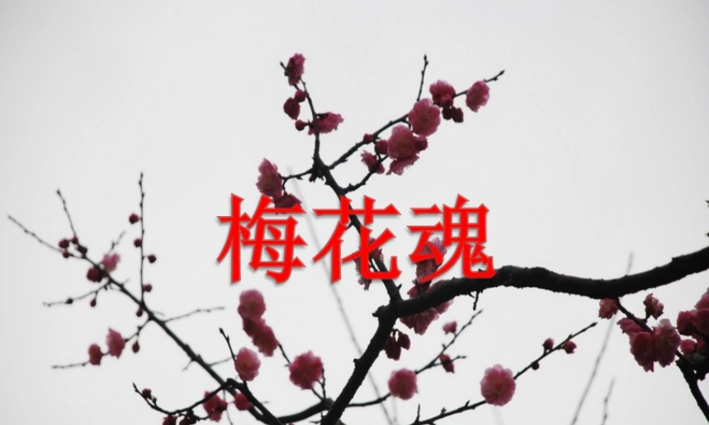 四年级语文上册 第六单元 22《梅花魂》教学课件 鲁教版-鲁教版小学四年级上册语文课件