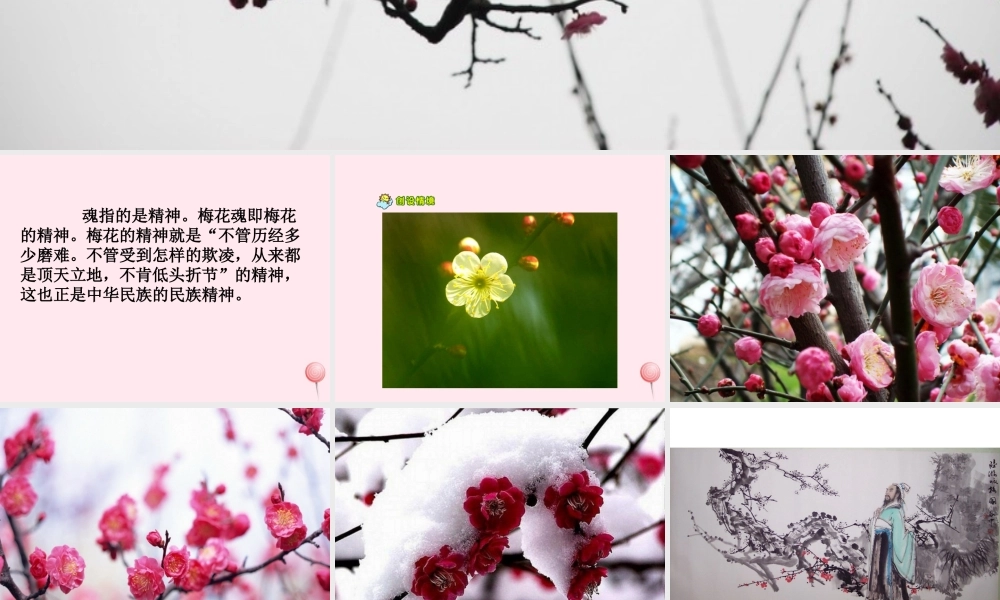 四年级语文上册 第六单元 22《梅花魂》教学课件 鲁教版-鲁教版小学四年级上册语文课件