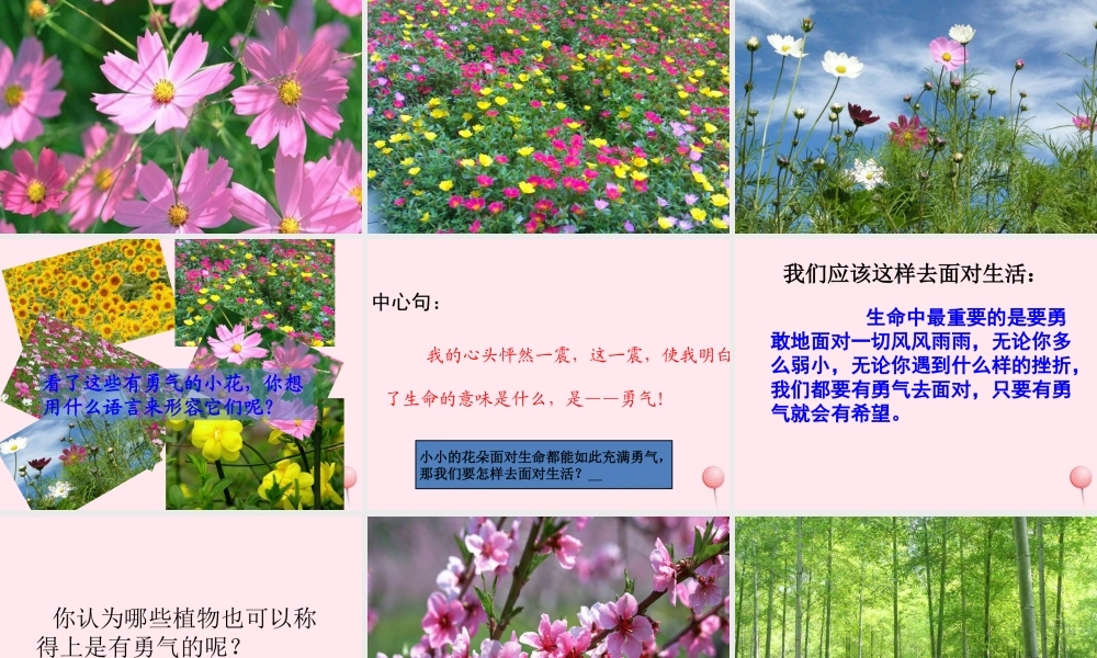 四年级语文下册 第五单元 19《花的勇气》课堂教学课件1 新人教版-新人教版小学四年级下册语文课件