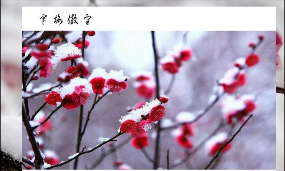 四年级语文上册 第六单元 22《梅花魂》优培课件 鲁教版-鲁教版小学四年级上册语文课件