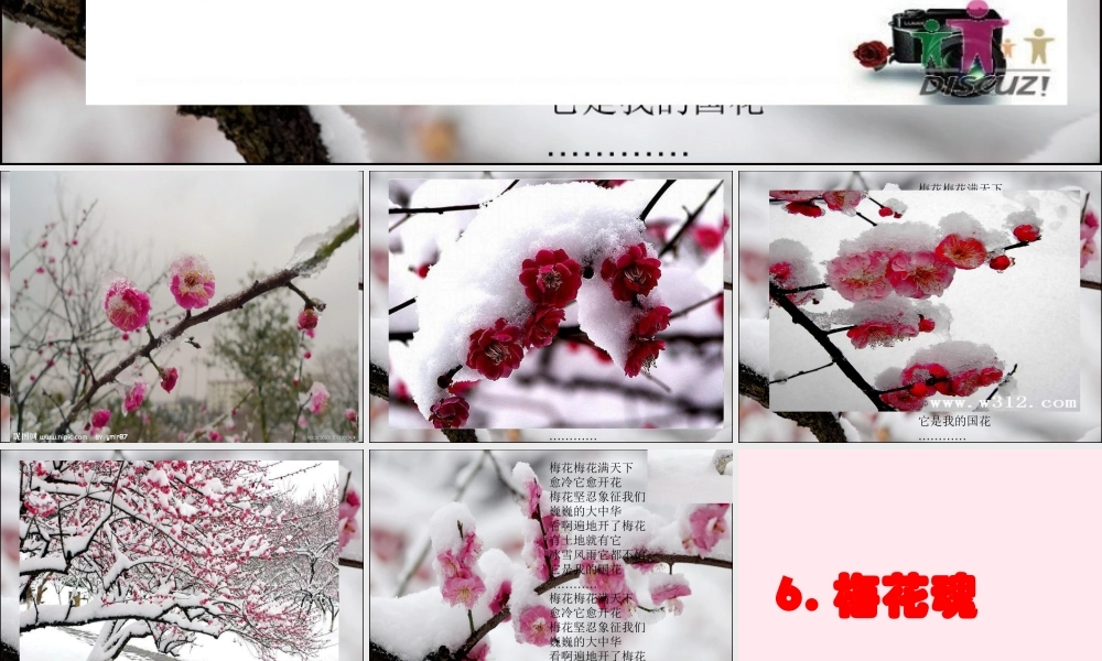 四年级语文上册 第六单元 22《梅花魂》优培课件 鲁教版-鲁教版小学四年级上册语文课件