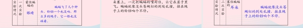 四年级语文上册 第二单元 6 蝙蝠和雷达教学课件 新人教版-新人教版小学四年级上册语文课件