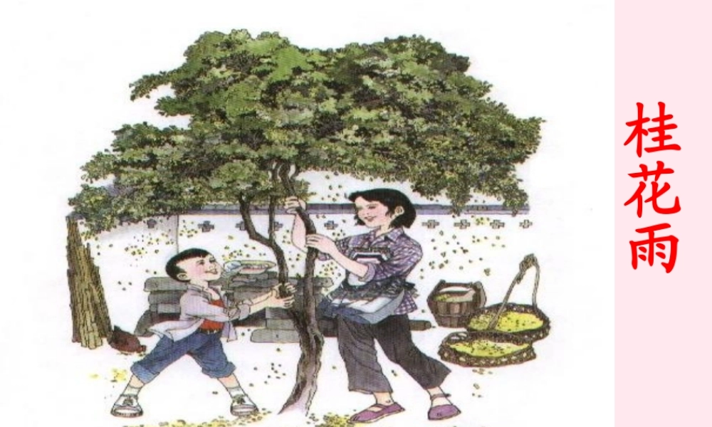 四年级语文上册 第六单元 23《桂花雨》参考课件 鲁教版-鲁教版小学四年级上册语文课件