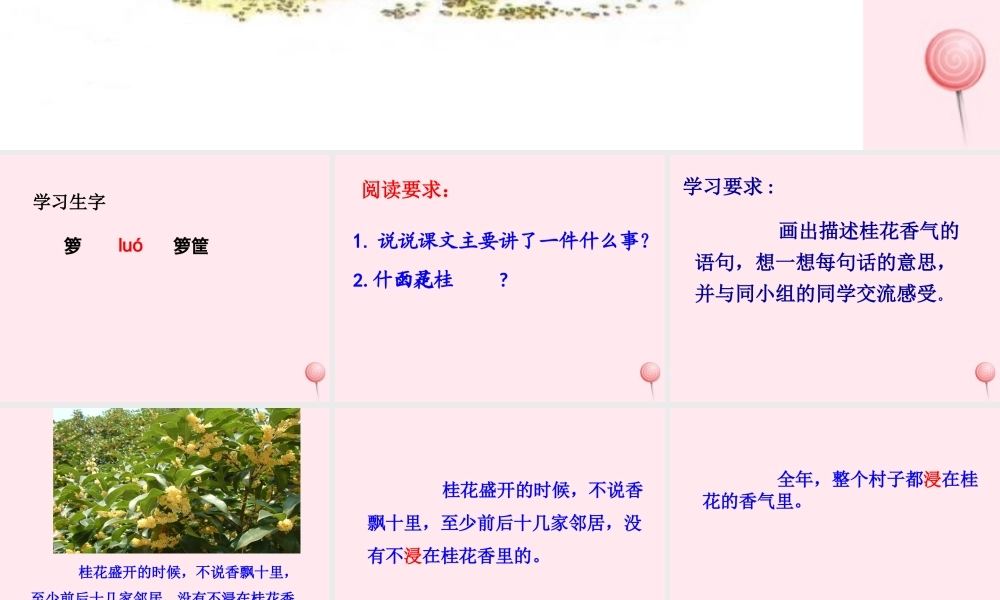 四年级语文上册 第六单元 23《桂花雨》参考课件 鲁教版-鲁教版小学四年级上册语文课件